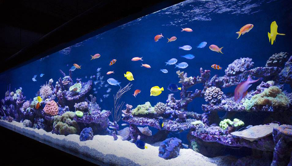 魚缸過(guò)濾器 魚缸過(guò)濾器